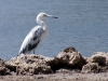 Immature Little Blue Heron Molting
