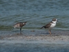 Plover and Sandpiper