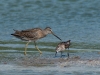 Dowitcher and Sandpiper