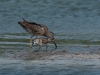 Dowitcher and Sandpiper
