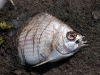 Dead Fish at Salines d\'Orient
