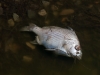 Dead Fish at Salines d\'Orient