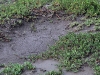 Mud Flat Near Salt Pond