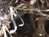 Bird\'s Nest