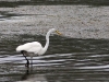 Great Egret (<em>Ardea alba</em>)