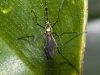 Giant Mosquito-like Dipteran