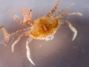 Crab Found in Sargassum