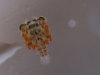 Larval Crab Found in Sargassum