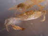 Crustaceans Found in Sargassum