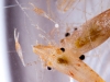 Shrimp Found in Sargassum