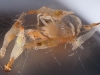 Crustaceans Found in Sargassum
