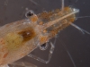 Shrimp Found in Sargassum