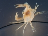 Sargassum Crab