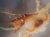 Sargassum Crustaceans