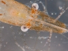 Sargassum Shrimp