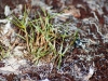 Grass Growing in Sargassum on Beach