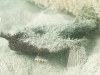 Shortnose Batfish (<em>Ogcocephalus nasutus</em>)