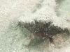 Shortnose Batfish (<em>Ogcocephalus nasutus</em>)