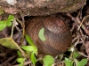 Snail (<em>Zachrysia provisoria</em>)