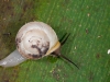 Helicinid Snail (<em>Helicina</em> sp.) on Saba