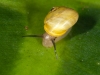 Helicinid Snail (<em>Helicina</em> sp.) on Saba