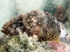 Reef Scorpionfish (<em>Scorpaenodes caribbaeus</em>)