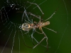 Orchard Spiders Mating