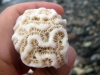 Coral Skeleton