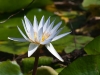 Water Lily in Livestock Watering Pond