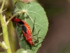 St. Andrews Cotton Stainers Mating