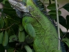 Lesser Antillean Iguana (<em>Iguana delicatissima</em>)