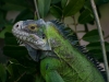 Lesser Antillean Iguana (<em>Iguana delicatissima</em>)