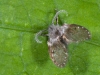 Moth Fly
