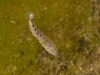 Aquatic Insect Larva