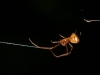 Argyodes Spider