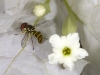 Bee-mimic Fly