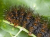 Unidentified Moth Caterpillar