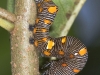 Geometrid Caterpillar
