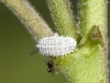 Mealybug (Pseudococcid) and Ant