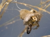Spider with Insect Prey