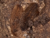 Leatherleaf Slugs on Underside of Stone