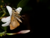 Crab Spider Eating Skipper Butterfly