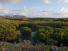 Mangrove Wetlands