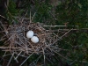 Dove\'s Nest with Eggs