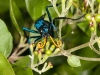 Tarantula Hawk Wasp