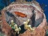 Coney (<em>Cephalopholis fulva</em>) in a Barrel Sponge