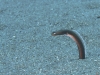 Brown Garden Eel (<em>Heteroconger longissimus<em>)