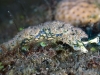 Lettuce Sea Slug (<em>Elysia crispata</em>)
