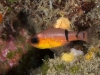 Belted Cardinalfish (<em>Apogon townsendi</em>)