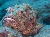 Spotted Scorpionfish (<em>Scorpaena plumieri</em>)